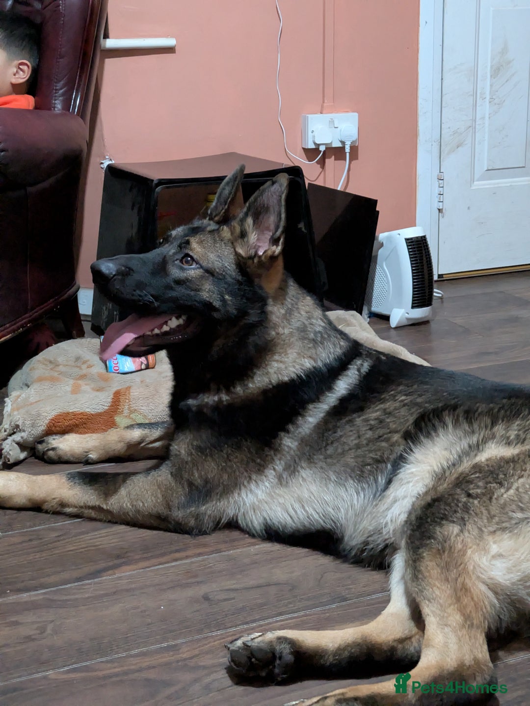 German Shepherd dogs for sale: 10 month old GSD Male and Female puppy available - Advert 8