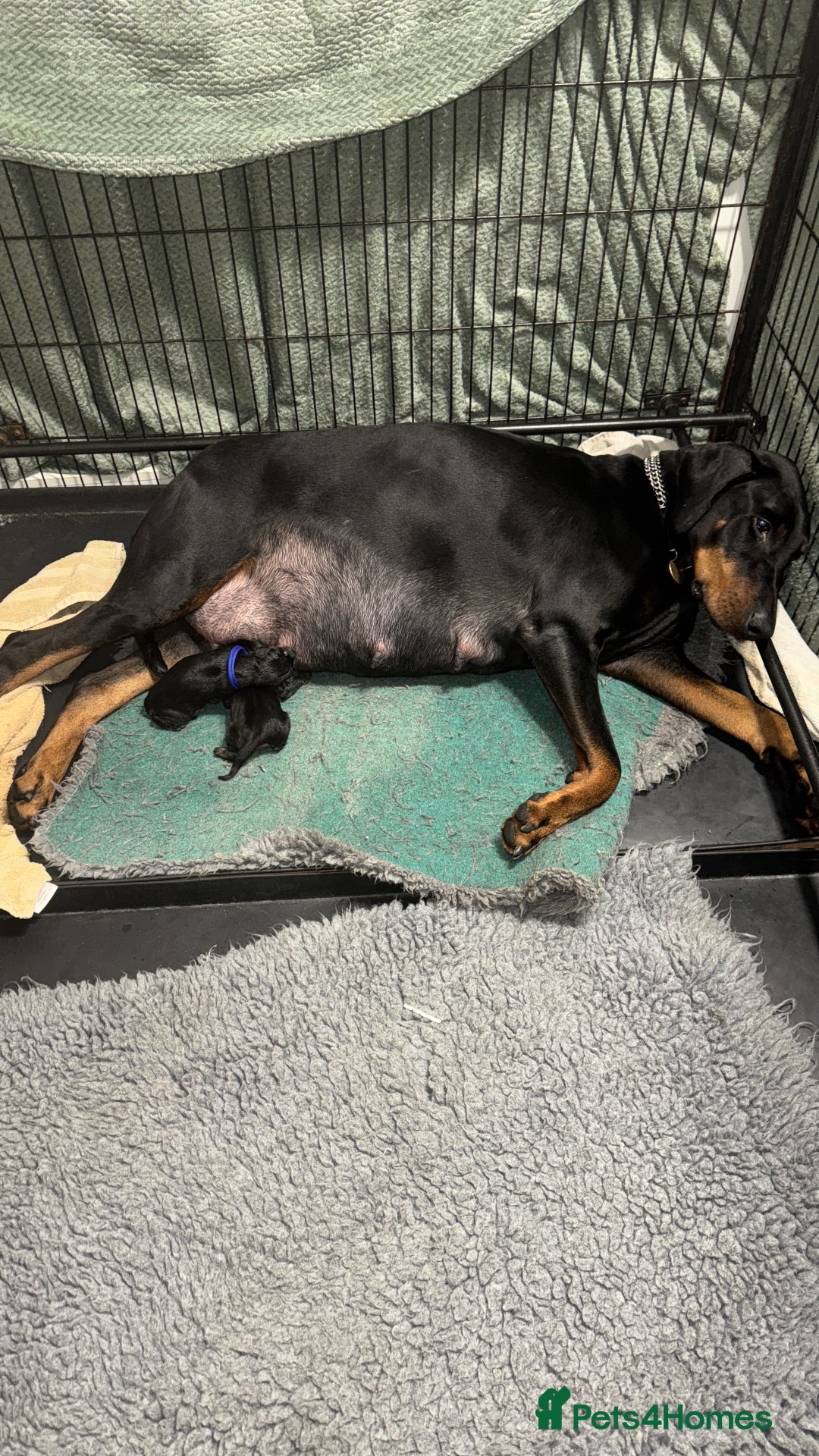 Dobermann dogs for sale: Superb Quality Doberman Puppies - Advert 3