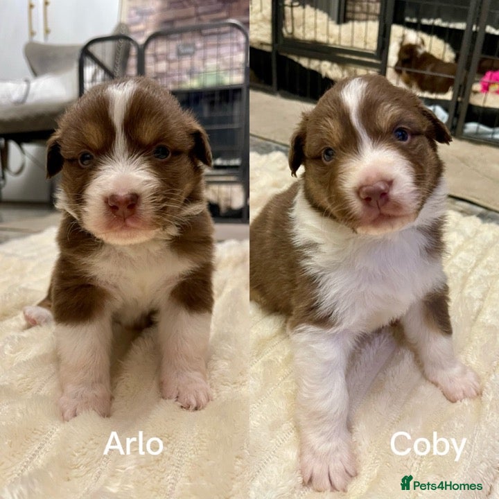 Australian Shepherd dogs Cute Australian Shepherd puppies♥️ - Advert 1