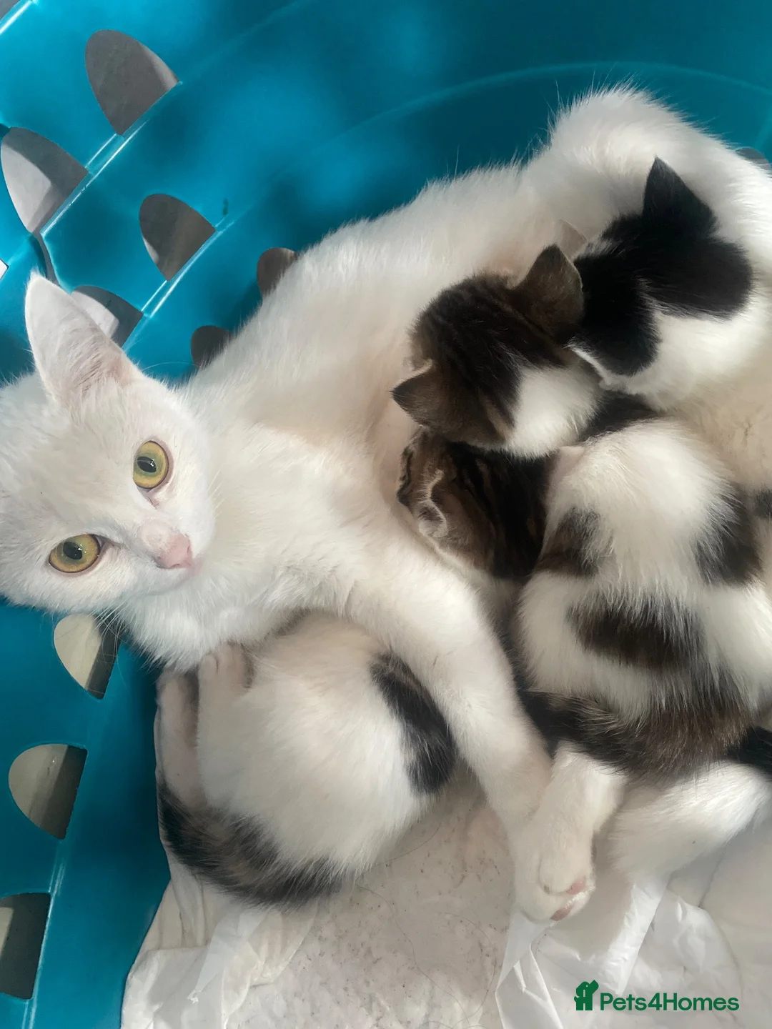 Siberian cats for sale: 3 Siberian Kittens  - Advert 2