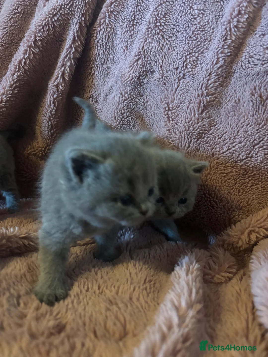 British Shorthair cats for sale: British blue shorthair kittens available 22/10 - Advert 18