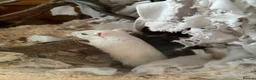 Gerbil rodents for sale: Gerbils - Advert 3