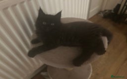 Maine Coon cats for sale: 5 beautiful maine coones  - Image 27