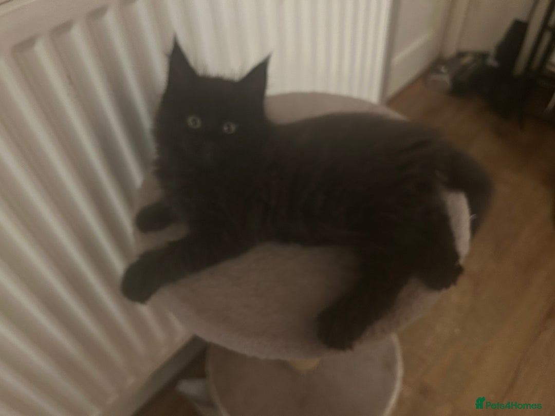 Maine Coon cats for sale: 5 beautiful maine coones  - Image 27