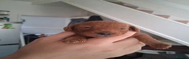 Cockapoo 5