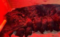 Newfoundland dogs for sale: Health checked Newfoundland Puppies - Image 4