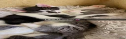 Mixed Breed cats for sale: 5 Beautiful Kittens for Sale mix of LONG - Advert 13