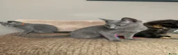 Russian Blue cats for sale: Championship and GCCF Russian blue kittens  - Advert 14