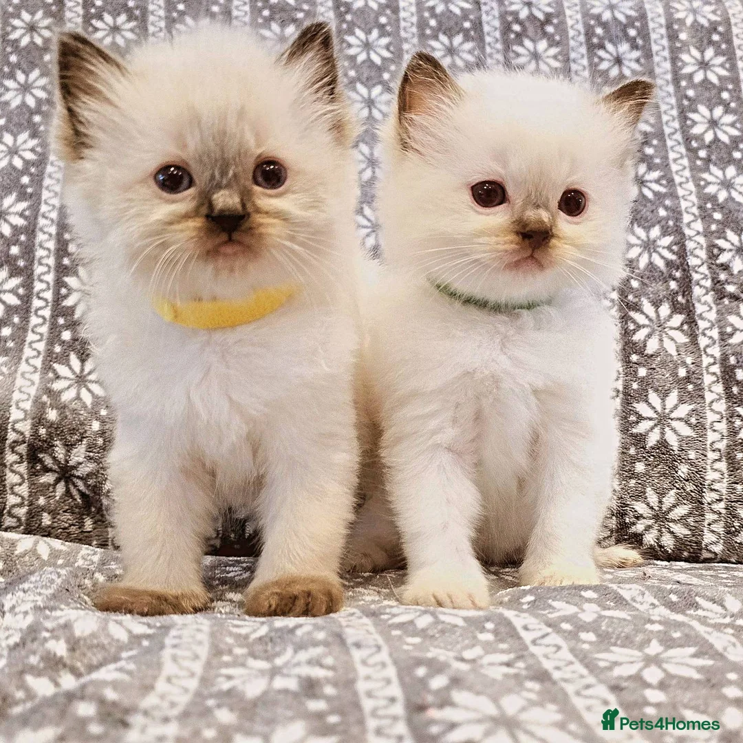 Ragdoll cats for stud: Blue Point Champion Line GCCF Registered Stud in Maidstone - Advert 9