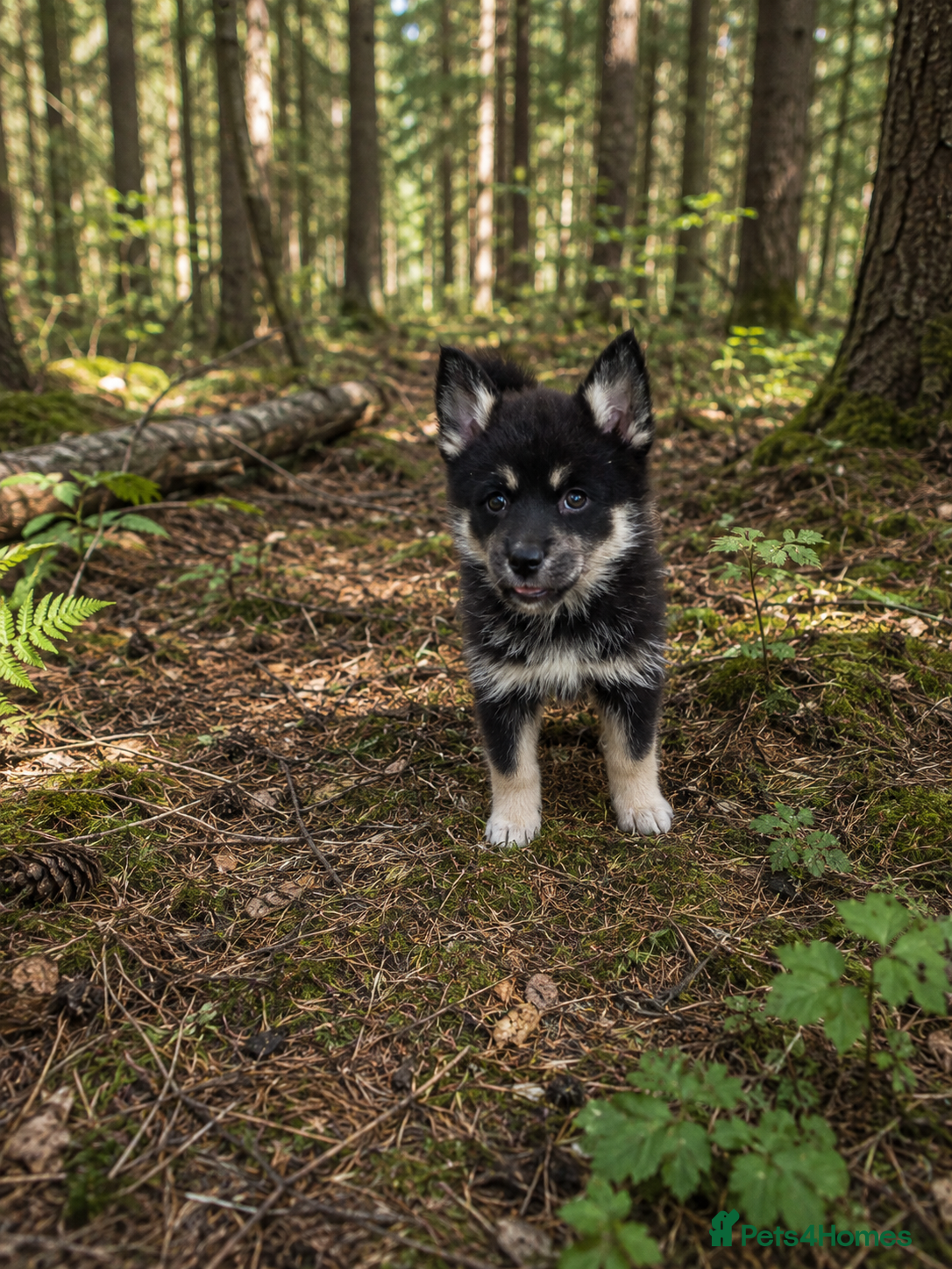 Pomsky dogs F3 pomsky puppy's for sale  - Advert 2