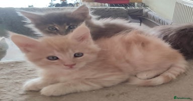Maine Coon cats - Advert 12
