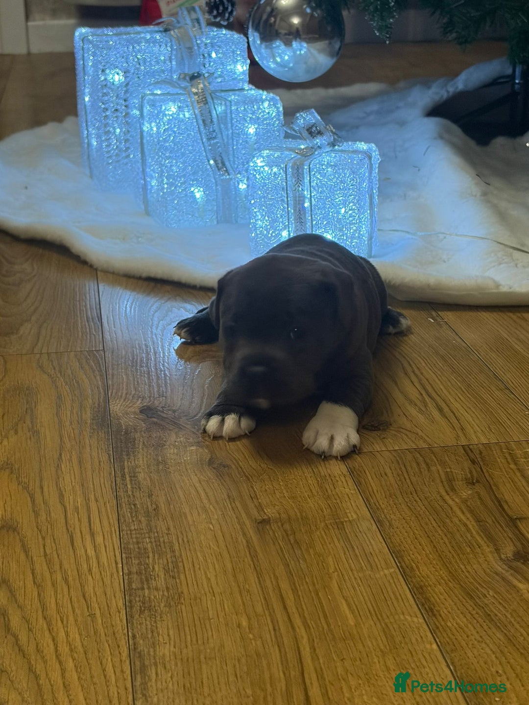 Staffordshire Bull Terrier dogs for sale: Blue Staffordshire bull Terrier pups  - Advert 12
