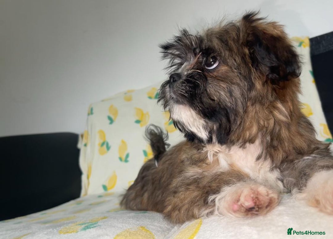 Shih Tzu dogs for sale: Lovely golden boy shih tzu for sale - Image 3