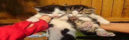 Mixed Breed cats for sale: Full ginger and mix litter kittens  - Advert 7