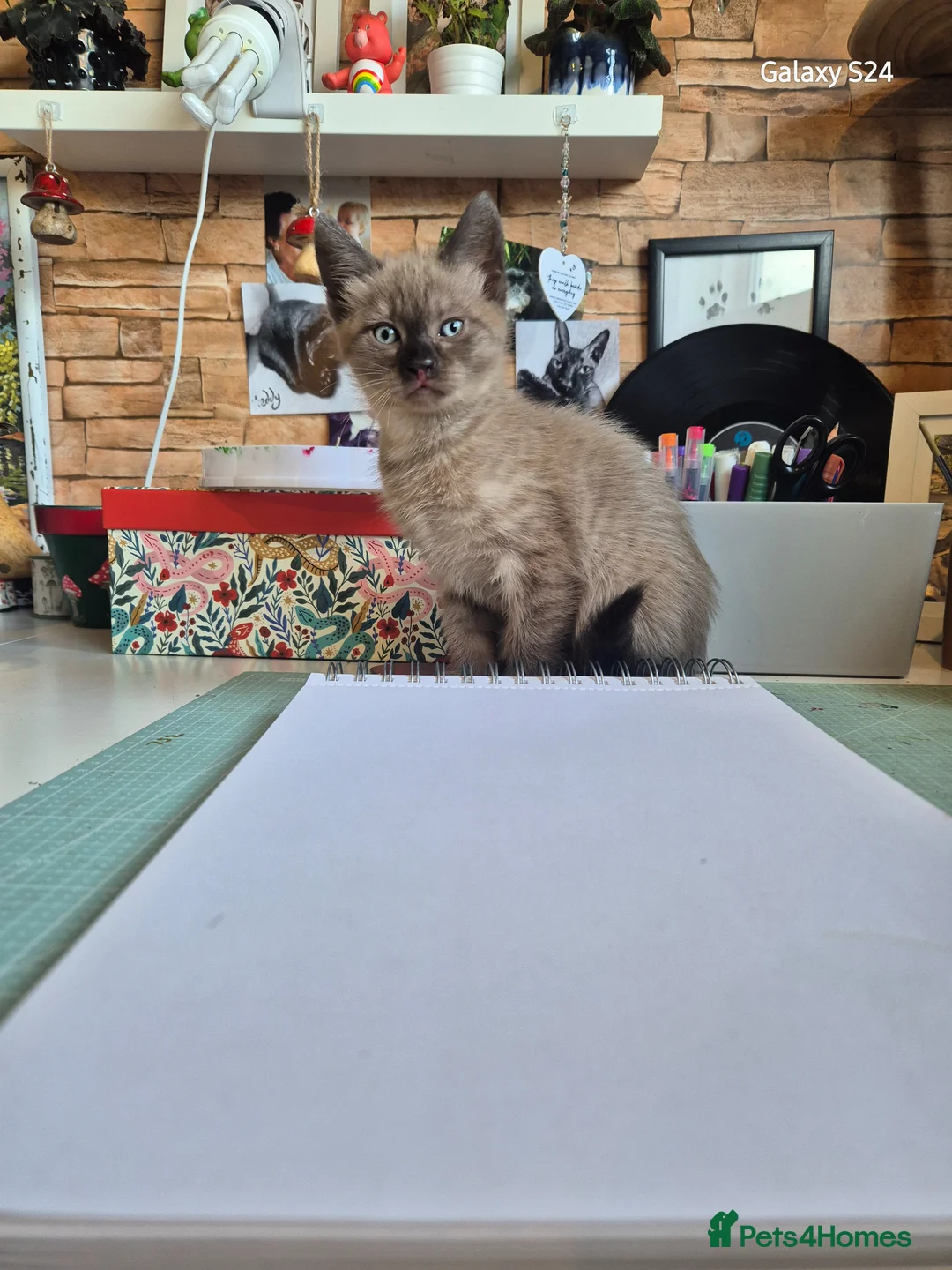 Mixed Breed cats for sale: 2 girls amazing kittens - Advert 7