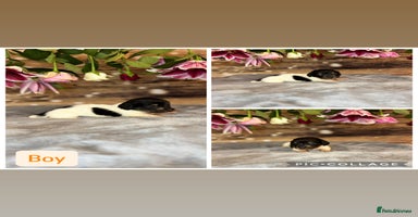 Dachshund dogs - Advert 7