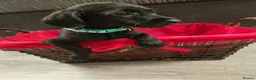 Doxiepoo dogs for sale: Ready now Miniature poodle x dacshund - Advert 4