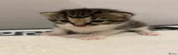Mixed Breed cats for sale: Beautiful Female Kittens ♥️ - Advert 3