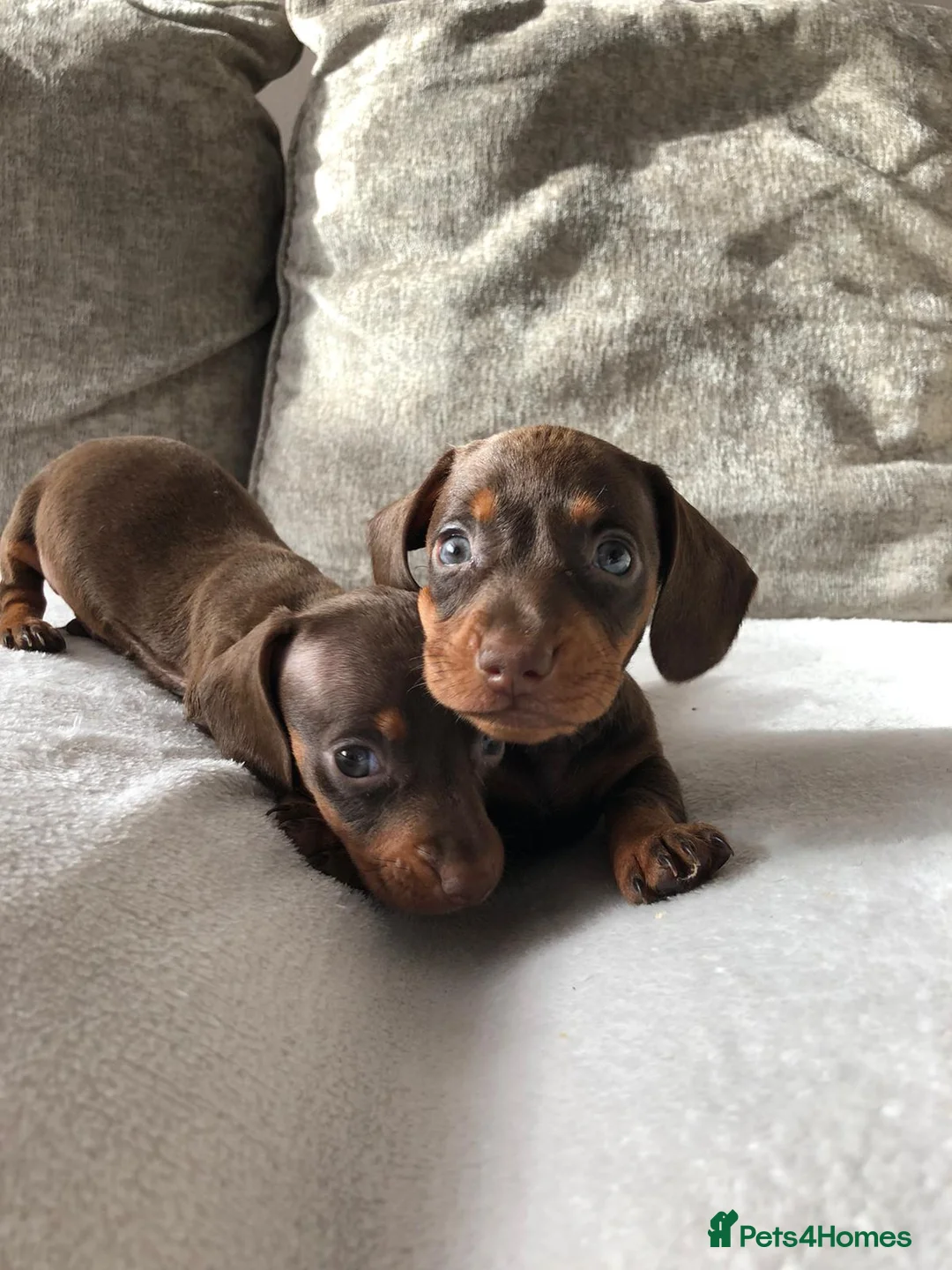 Miniature Dachshund dogs for sale: Miniature dachshund puppies  - Advert 5