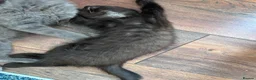 Mixed Breed cats for sale: Twin females - Advert 30