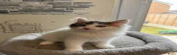 Ragdoll cats for sale: Beautiful Ragdoll kittens - Advert 8