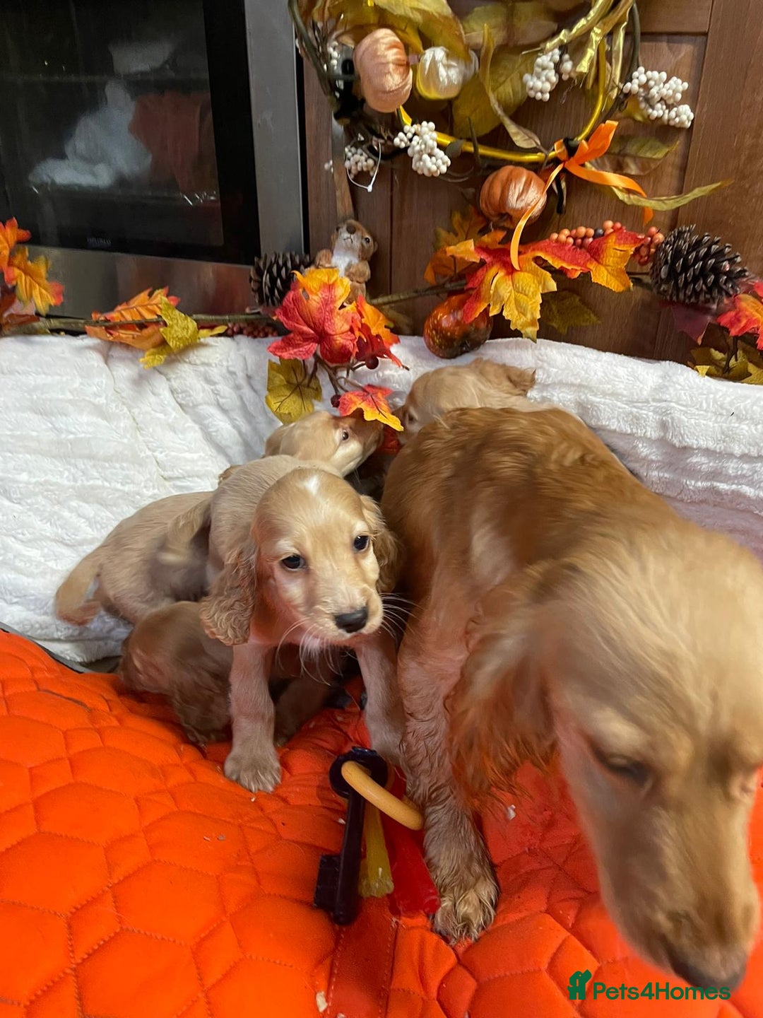 Cocker Spaniel dogs for sale: Stunning red cocker spaniel pups - Image 8