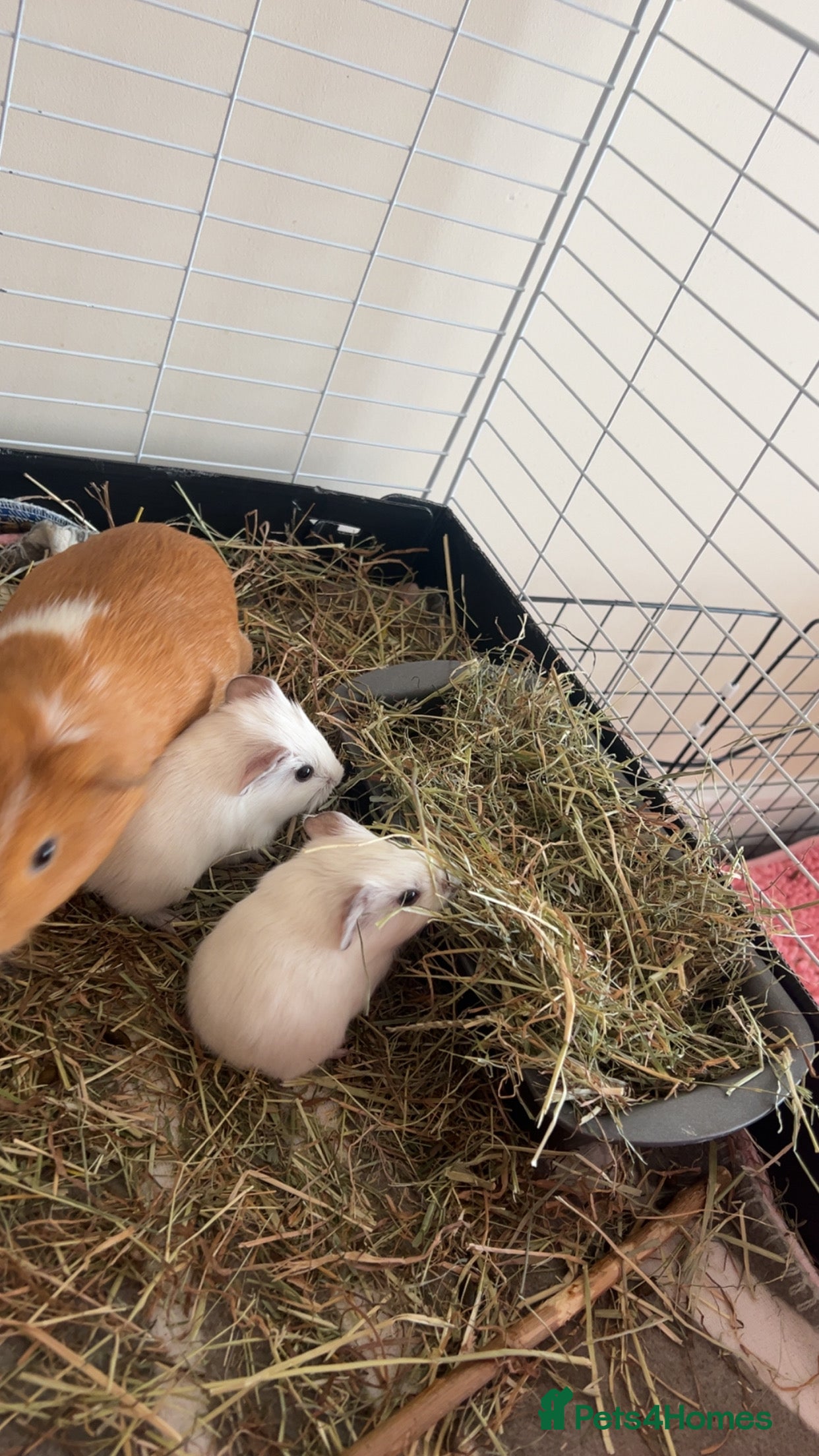 Guinea Pig rodents Baby Male guinea pigs - Advert 10