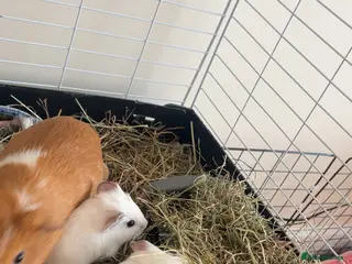 Guinea Pig rodents Baby Male guinea pigs - Advert 10