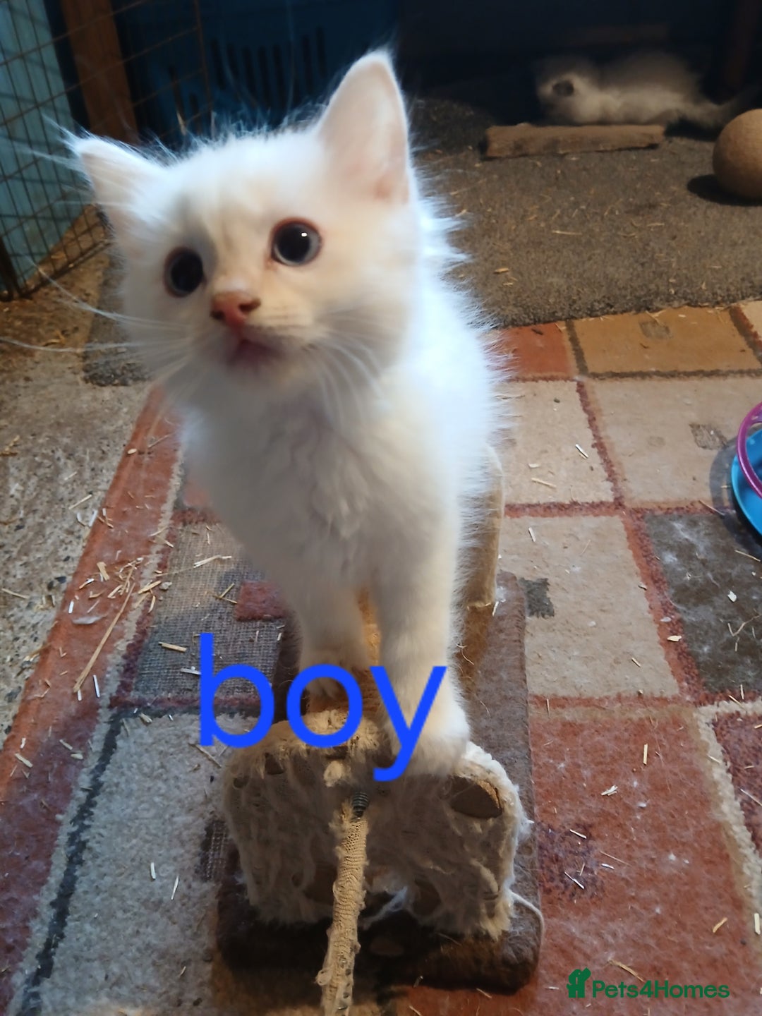 Ragdoll cats for sale: Ragdoll kittens - Image 2