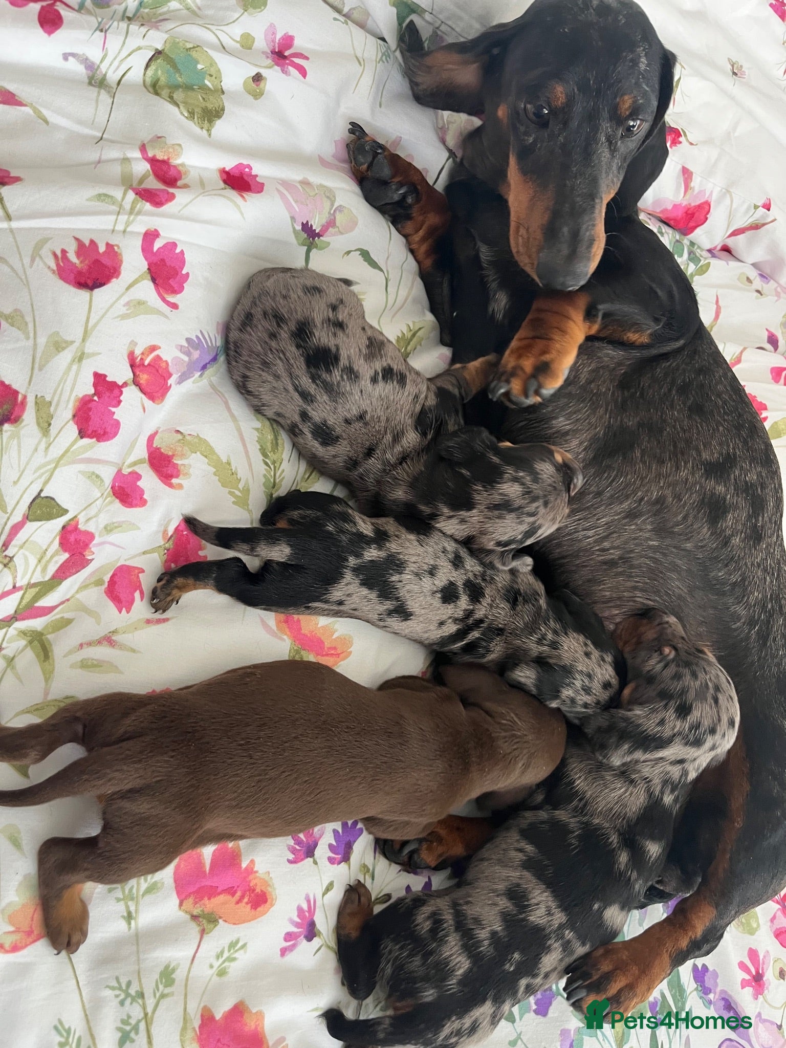 Miniature Dachshund dogs miniature dachshund  - Advert 1