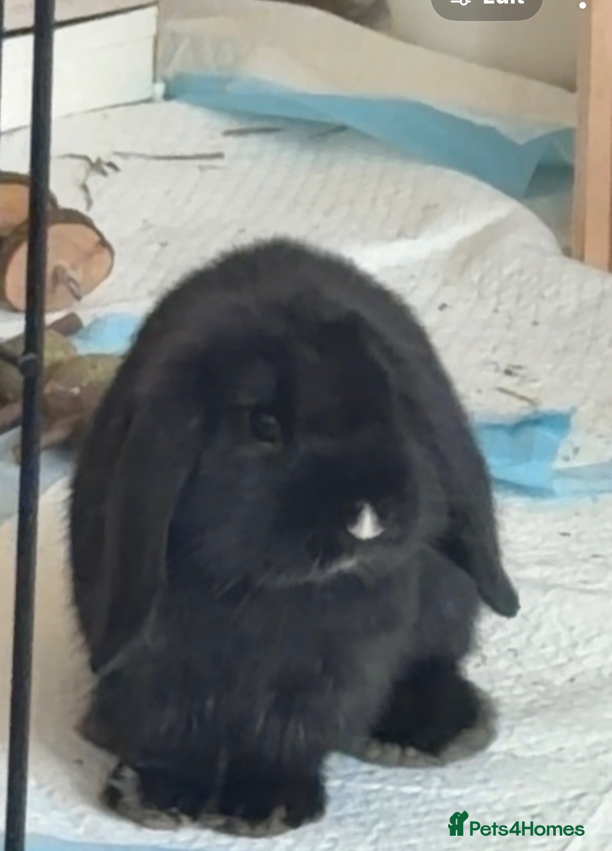 Mini Lop rabbits for sale: Mini Lop Girl for sale  - Advert 1
