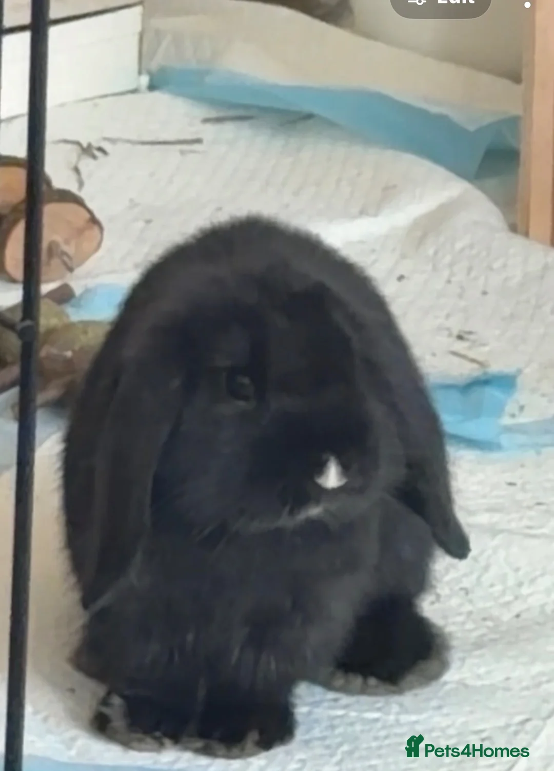 Mini Lop rabbits for sale: Mini Lop Girl for sale  - Advert 1