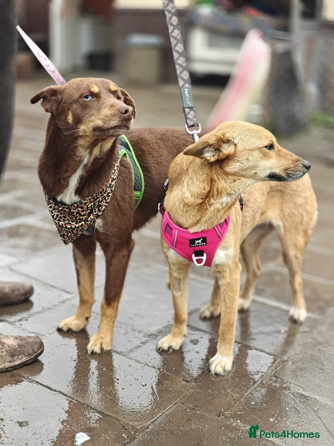 Mixed Breed dogs for adoption: 💙KAI & ❤️GERDA- Bonded And Simply Perfect in Oxford - Advert 2