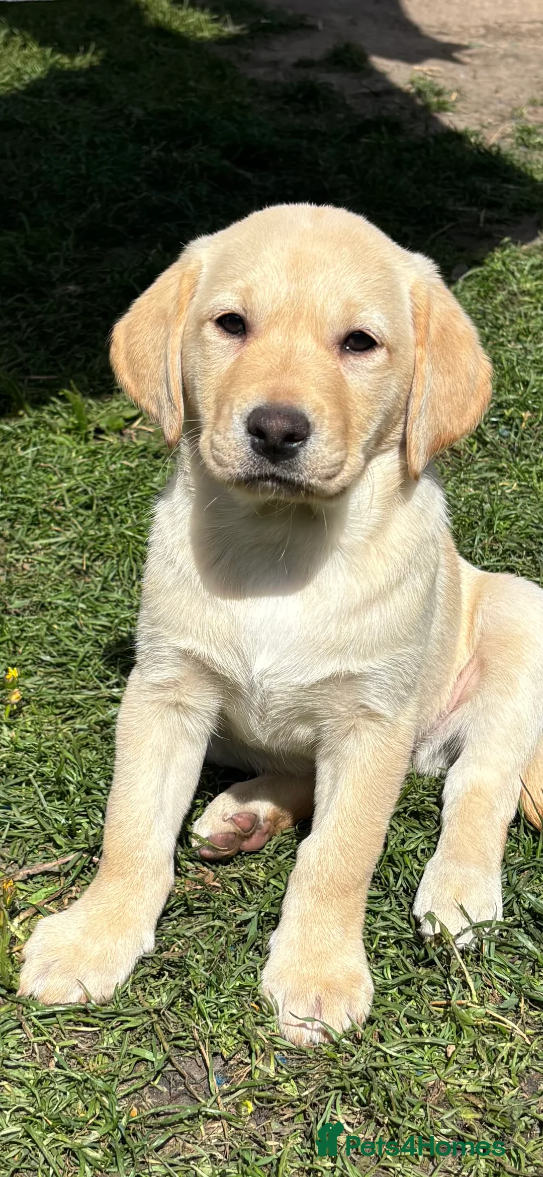 Labrador Retriever dogs for sale: Working Labrador pups available one dog one bitch  in Blackwood - Advert 2