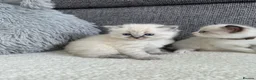 Ragdoll cats for sale: Beautiful Chunky Litter of Ragdolls - Advert 5