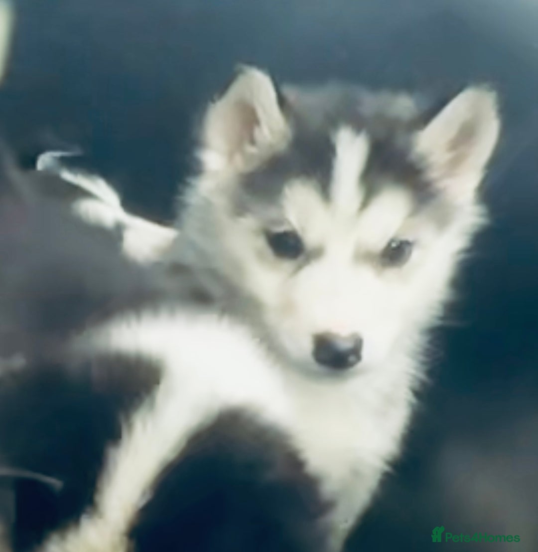 Siberian Husky dogs for sale: Siberian husky - Advert 13