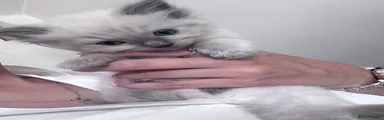 Ragdoll 1