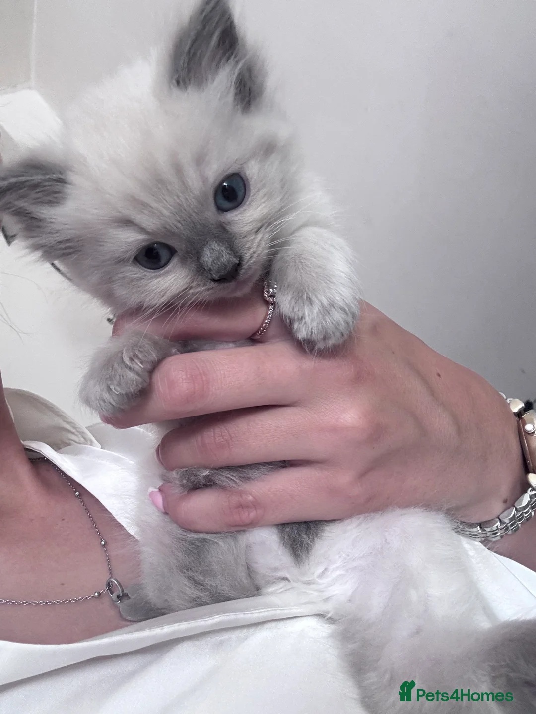 Ragdoll cats for sale: 5 stunning ragdolls babies ❤️ - Advert 11