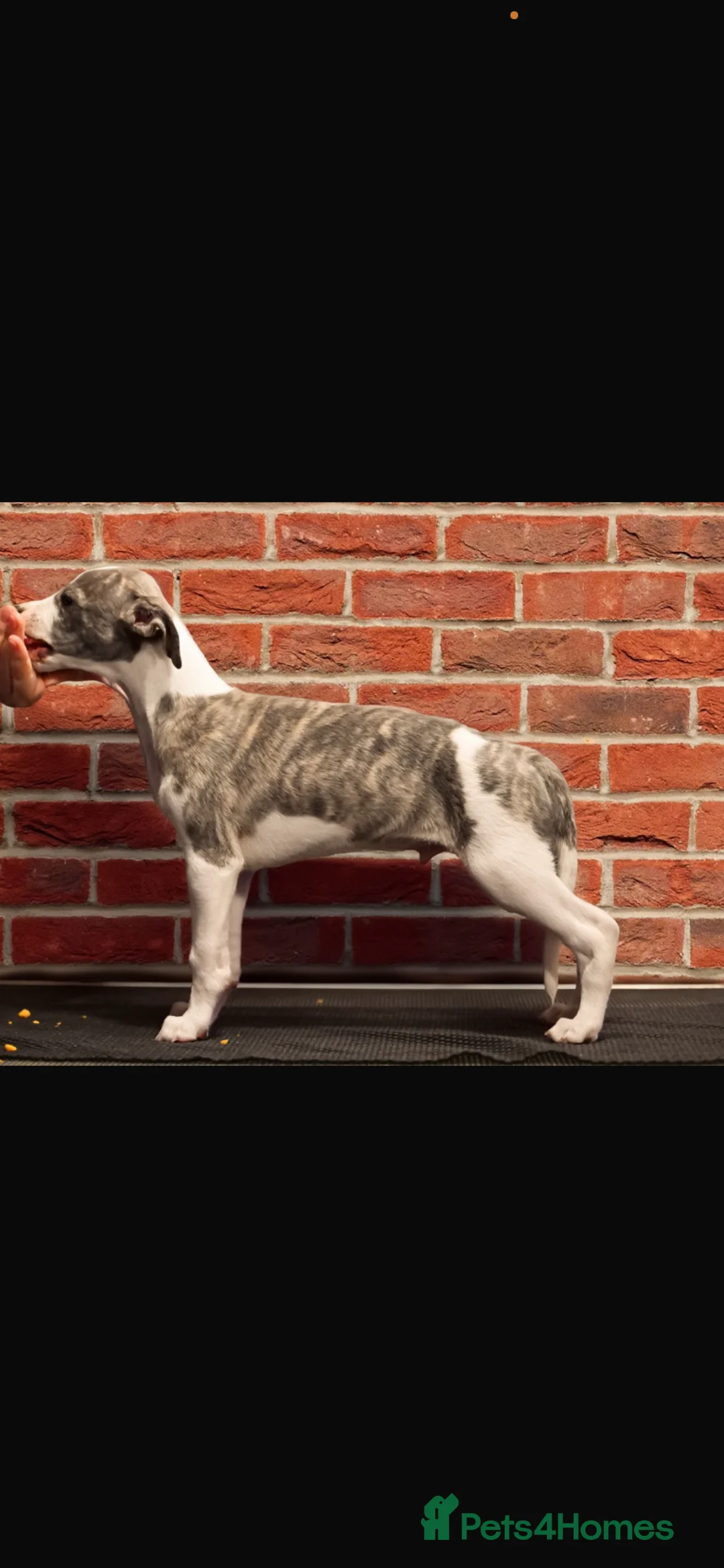 Whippet dogs for sale: Superb quality whippet puppies  - Advert 7