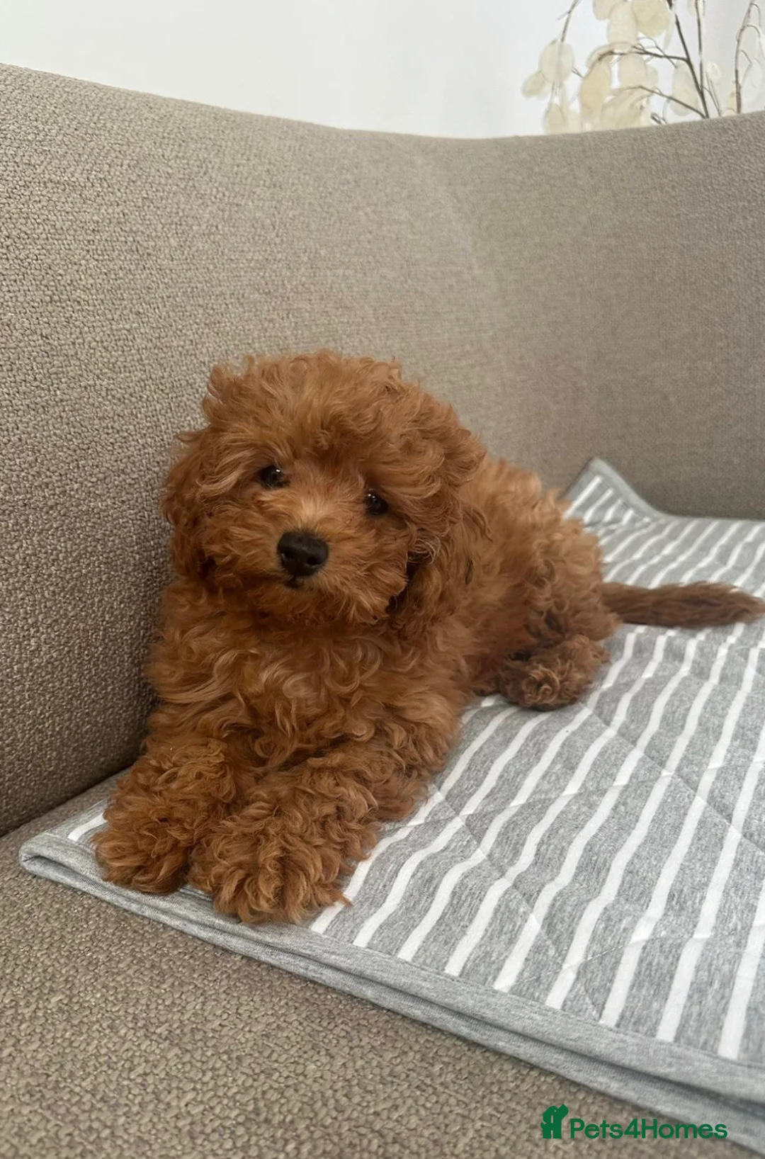 Toy Poodle dogs for sale: 🧸Beautiful red toy/asian poodle puppies 🧸  - Advert 1