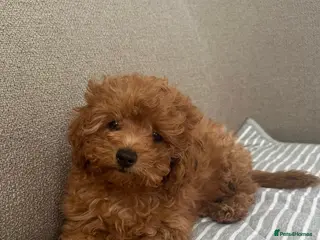 Toy Poodle dogs 🧸Beautiful red toy/asian poodle puppies 🧸 - Advert 17