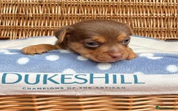Jack Russell dogs for sale: Rare coloured mini Jack Russells - Image 7