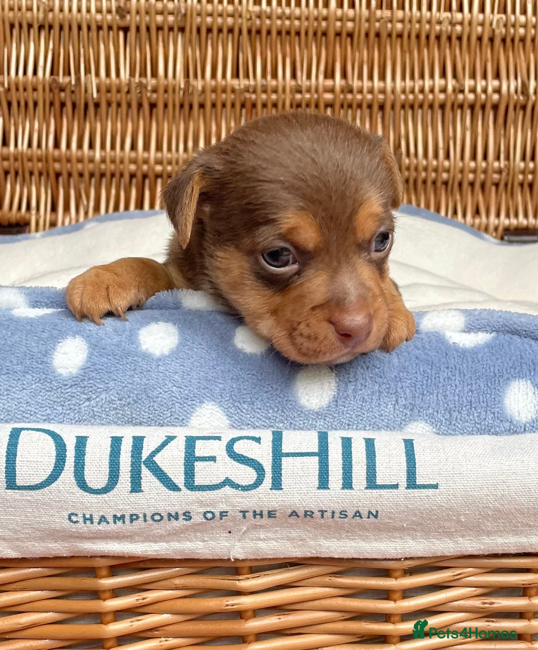 Jack Russell dogs for sale: Rare coloured mini Jack Russells - Image 7