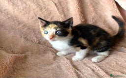 British Shorthair cats for sale: 4 British short hair kittens left Calico girls - Image 5