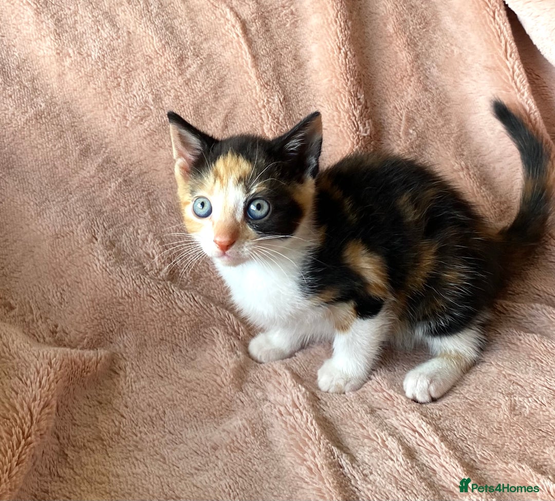 British Shorthair cats for sale: 4 British short hair kittens left Calico girls - Image 5