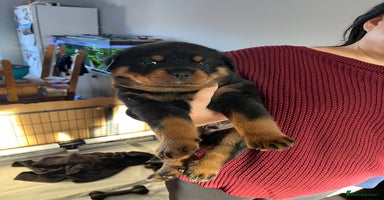 Rottweiler dogs - Advert 7