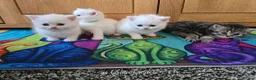Exotic cats for sale: Persian/British Shorthaired cats - Advert 7