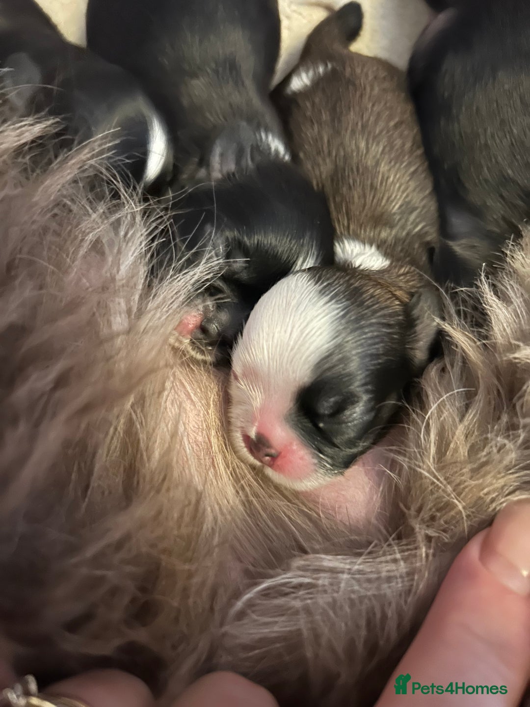 Shih Tzu dogs for sale: 3 shihtzu puppies ready  - Image 4