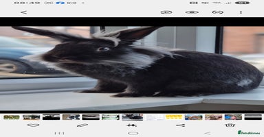 Lionhead rabbits - Advert 8