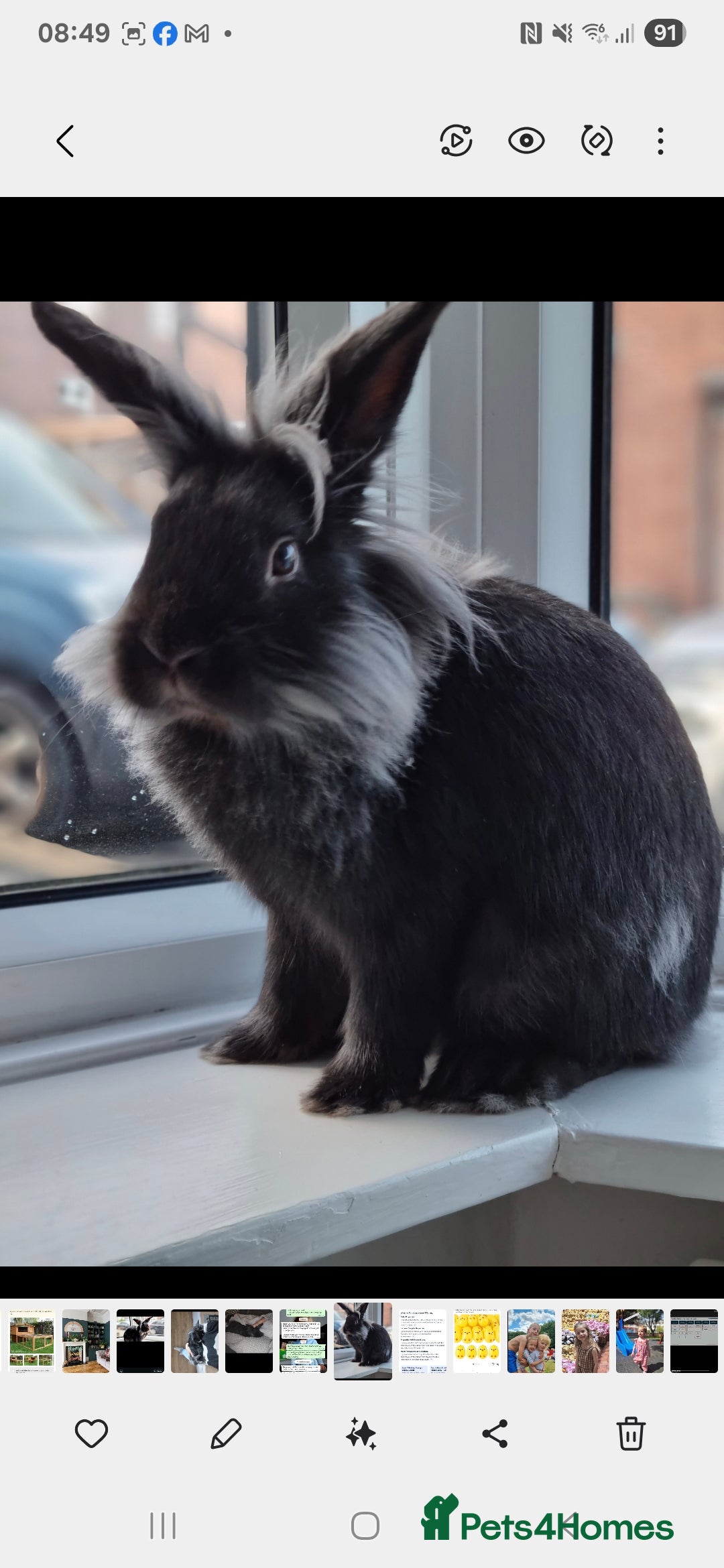 Lionhead rabbits for sale: Male lionhead - Image 2